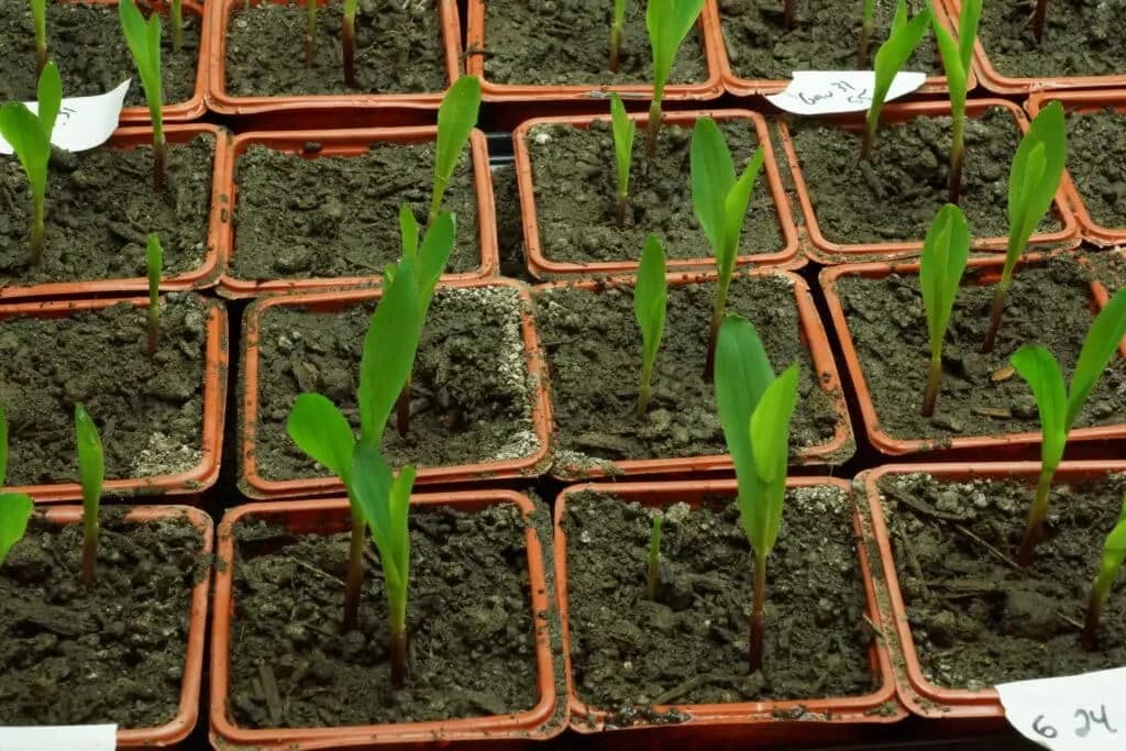 Seedlings — growing Missouri’s innovation economy